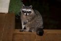 Raccoon at night in Shelton, Washington, USA.