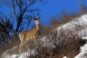 White tail deer near Boise, Idaho.