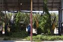 Hops being harvested in Canyon County, Idaho, USA.