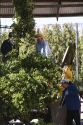 Hops being harvested in Canyon County, Idaho, USA.