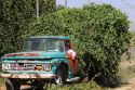 Hops being harvested in Canyon County, Idaho, USA.