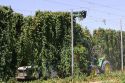 Hops being harvested in Canyon County, Idaho, USA.