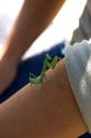 Praying Mantis sits on the bare arm of a person in Vietnam.