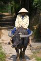 Vietnamese farmer riding a water buffalo near Hue, Vietnam.