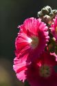 Hollyhock flowers at the Saigon Zoo and Botanical Gardens in Ho Chi Minh City, Vietnam.