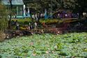 Lotus flowers grow in a water garden at the Saigon Zoo and Botanical Gardens in Ho Chi Minh City, Vietnam.