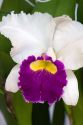 Orchid flowers on display at the Nguyen Hue Boulevard Flower Show in Ho Chi Minh City, Vietnam.