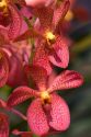 Orchid flowers on display at the Nguyen Hue Boulevard Flower Show in Ho Chi Minh City, Vietnam.