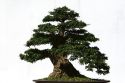 Bonsai trees on display at the Nguyen Hue Boulevard Flower Show in Ho Chi Minh City, Vietnam.