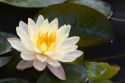 Water lily flowers on display at the Nguyen Hue Boulevard Flower Show in Ho Chi Minh City, Vietnam.