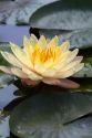 Water lily flowers on display at the Nguyen Hue Boulevard Flower Show in Ho Chi Minh City, Vietnam.