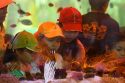 Vietnamese children view fish in a tank on display at the Nguyen Hue Boulevard Flower Show in Ho Chi Minh City, Vietnam.