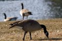 Canada geese overpopulate a park in Boise, Idaho, USA.