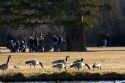 Canada geese overpopulate a park in Boise, Idaho, USA.
