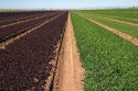 Rows of lettuce growing in the Imperial Valley near El Centro, Southern California, USA.
