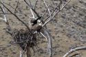 Bald eagles nesting along the Payette River near Horseshoe Bend, Idaho, USA.