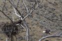 Bald eagles nesting along the Payette River near Horseshoe Bend, Idaho, USA.