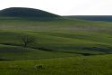 Konza Prairie Biological Station is a preserve of native tallgrass prairie in the Flint Hills of northeastern Kansas, USA.