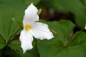 Trillium flowering plants growing wild in Michigan, USA.