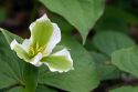Trillium flowering plants growing wild in Michigan, USA.
