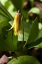 Erythronium commonly known as a trout lily growing on the forest floor in Upper Peninsula of Michigan, USA.