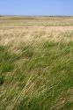 Tall grass prairie in South Dakota, USA.