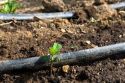 Drip irrigation and a newly sprouted plant in a residential garden, Boise, Idaho, USA.