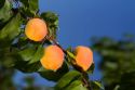 Ripe apricots grow on the tree in Oregon, USA.