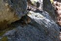 Golden-mantled Ground Squirrel in the Boise National Forest near Cascade, Idaho, USA.