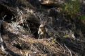 Golden-mantled Ground Squirrel in the Boise National Forest near Cascade, Idaho, USA.