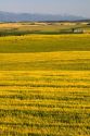 Teton Range in the distance behind fields of barley in Fremont County, Idaho, USA.