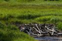 Beaver Dam built in a stream in the Boise National Forest, Idaho, USA.