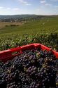 Harvested grapes from a vineyard in the Champagne province of northeast France.