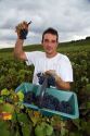 Workers hand harvest grapes from a vineyard near Epernay in the Champagne province of northeast France.