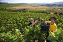 Workers hand harvest grapes from a vineyard in the Champagne province of northeast France.
