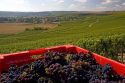 Harvested grapes from a vineyard in the Champagne province of northeast France.