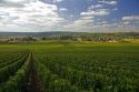 Grapevine plantation and the commune of Charly-sur-Marne in the Champagne province of northeast France.