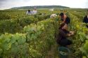 Pickers hand harvest grapes from a vineyard near Chouilly in the Champagne province of northeast France.