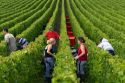 Workers hand harvest grapes from a vineyard near the city of Chalons-en-Champagne in northeast France.