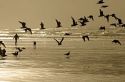Gulls line the shore of the Pacific Ocean along the Washington coast.