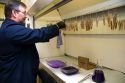 Fingerprint analyst lifting fingerprints form duct tape and using gentian violet to develop the prints in a crime laboratory.