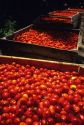 Tomato harvest in the Central Valley of Chile.