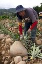 Worker harvesting pineapple near Siquirees, Limon province, Costa Rica.