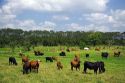 Cattle graze on farmland near Aguas Zarcas, Costa Rica.