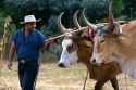 Costa Rican farmer guides a team of oxen near Belen, Costa Rica.