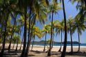 Palm trees and the Pacific Ocean at Playa Carrillo near Samara, Costa Rica.