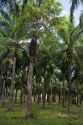 Oil palm plantation near Parrita, Costa Rica.