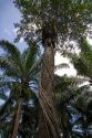 Strangler fig on a palm tree near Parrita, Costa Rica.