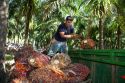 Newly havested oil palm fruit on a plantation near Caldera, Costa Rica.