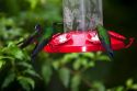 Male Green-crowned Brilliant hummingbird at the Selvatura Adventure Park located in the Cloud Forest of Monteverde, Costa Rica.